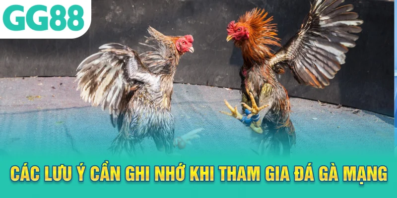 Các lưu ý cần ghi nhớ khi tham gia đá gà mạng