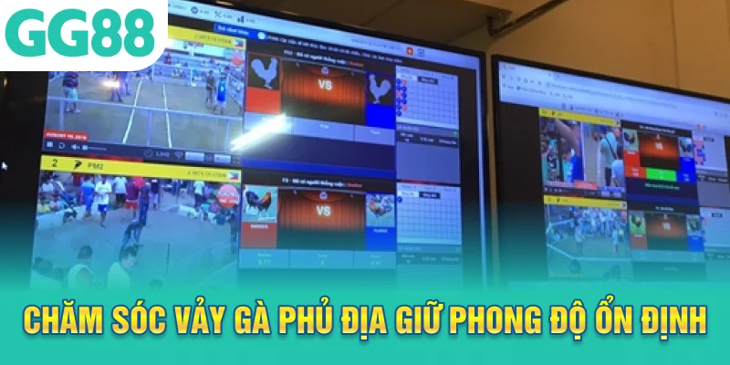 Chăm sóc vảy gà phủ địa giữ phong độ ổn định